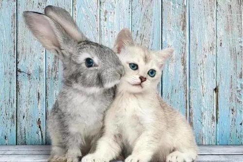 娱乐吃瓜酱猫兔子,揭秘猫兔子背后的趣味故事