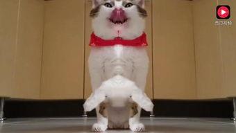 娱乐吃瓜猫咪视频大全免费观看,免费观看吃瓜视频大全